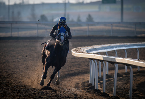 Racing Club - Horse Ownership in Alberta